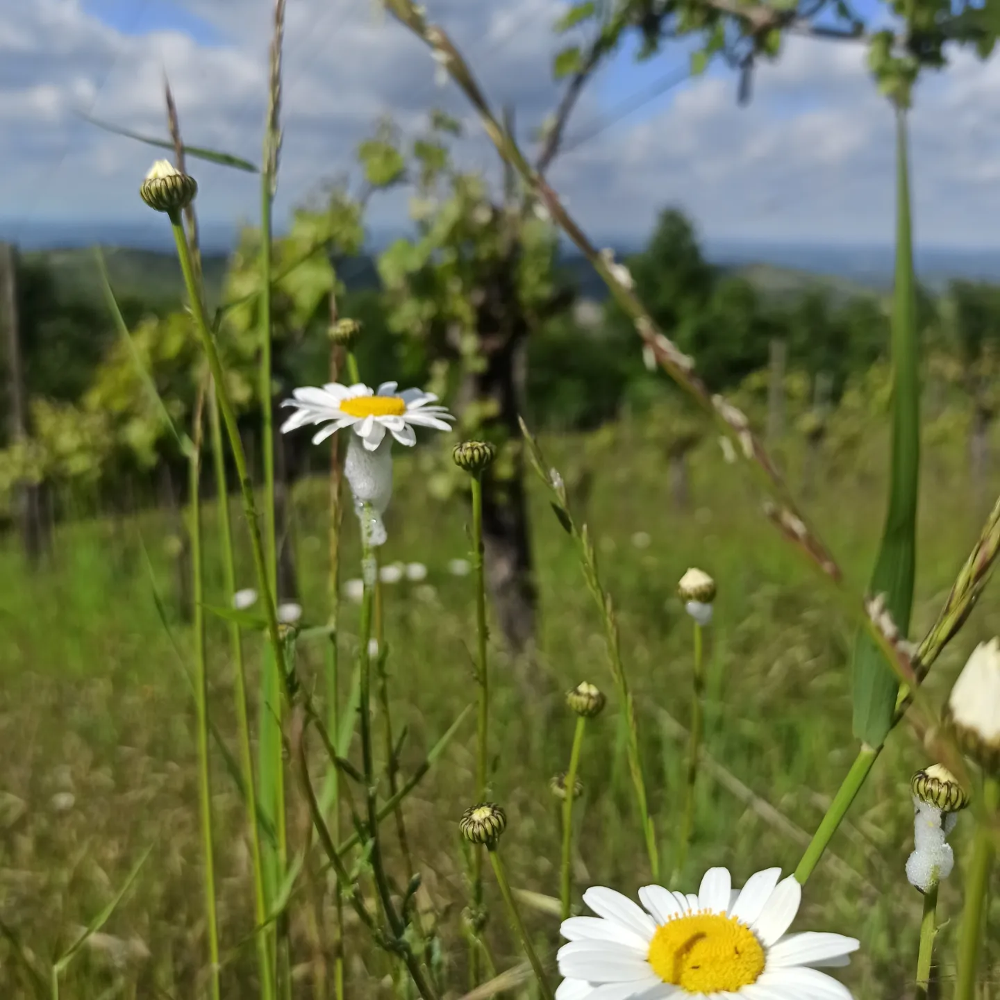 Agroecologia - Terra Viva
